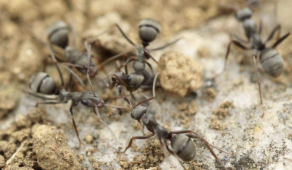 Exterminateur nuisibles - Conseils dans le domaine d'extermination des fourmis