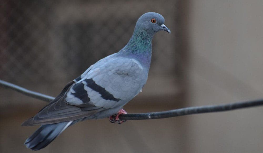 Exterminateur nuisibles - Conseils dans le domaine d'extermination des pigeons