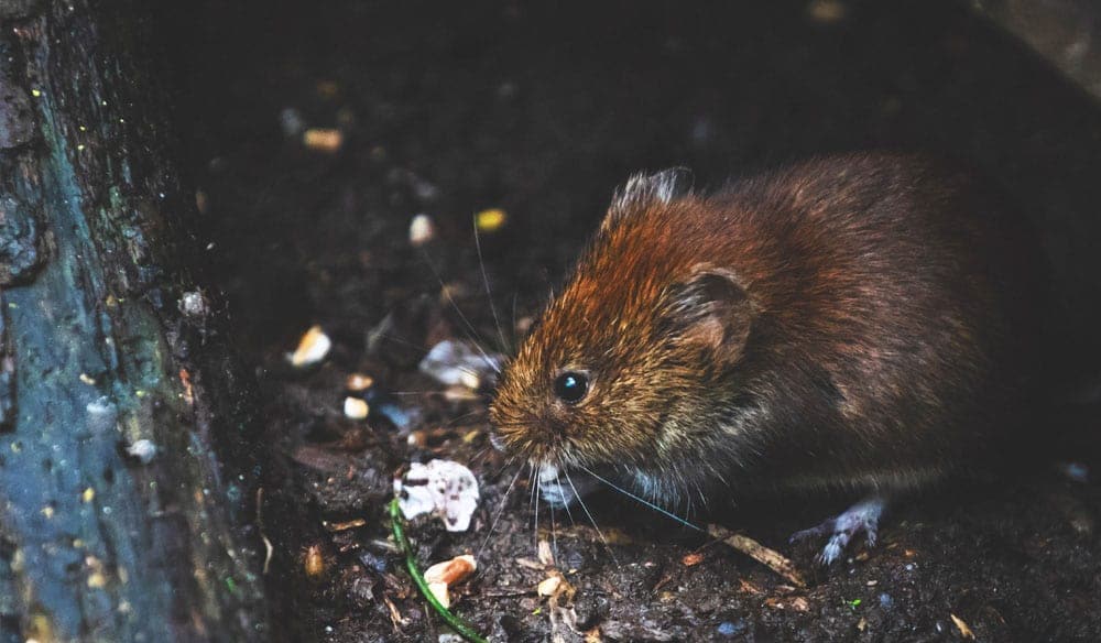 Exterminateur nuisibles - Conseils dans le domaine d'extermination de rat