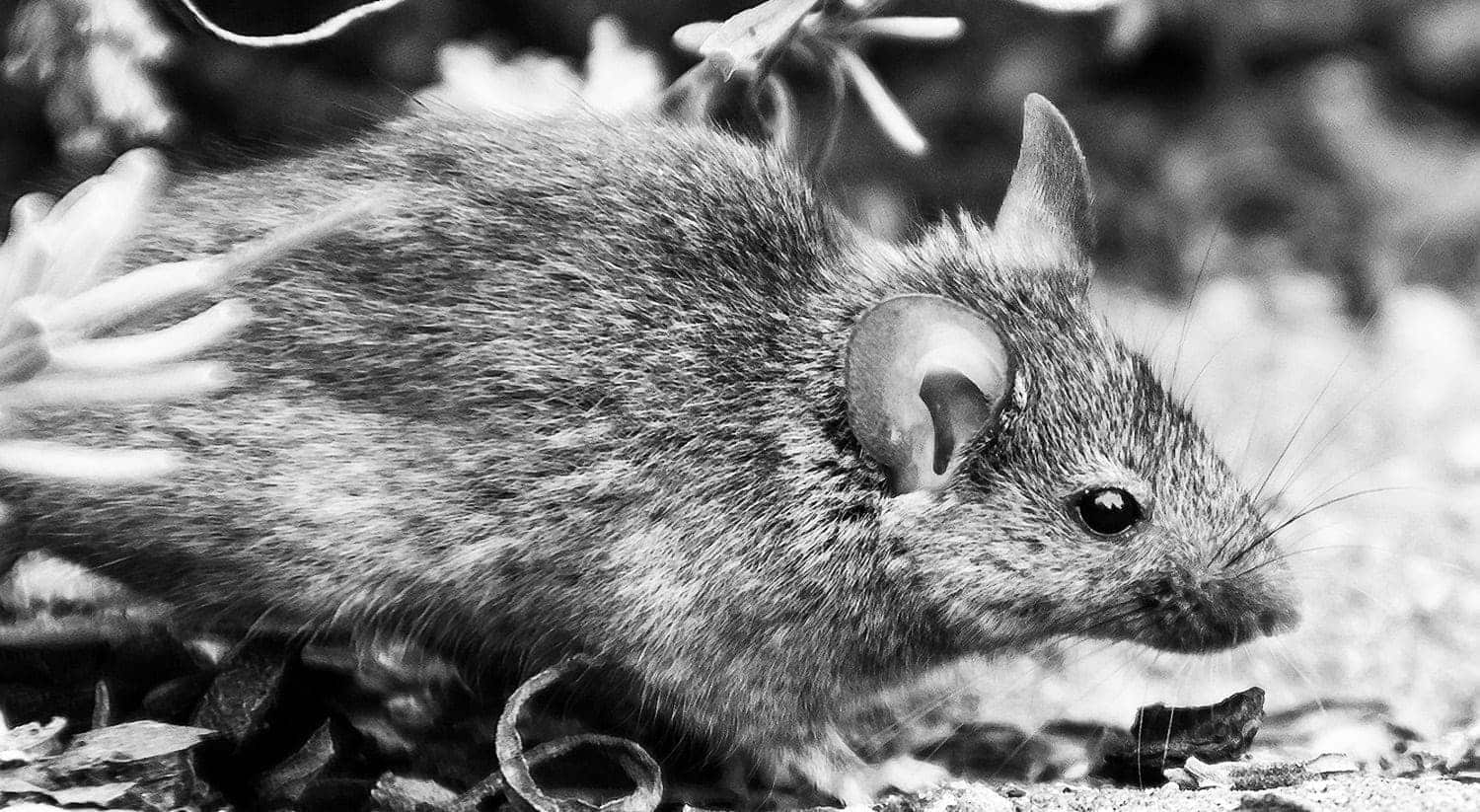 Les souris, rats, mulot : ces rongeurs dont il faut se défaire