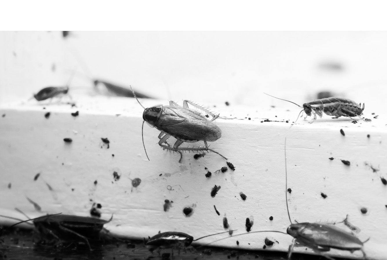 Exterminateur Nuisibles - Extermination des insectes