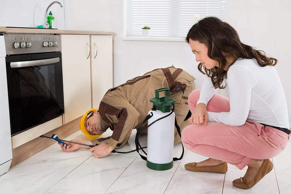 Exterminateur nuisibles - Experts en extermination de nuisibles sur Paris