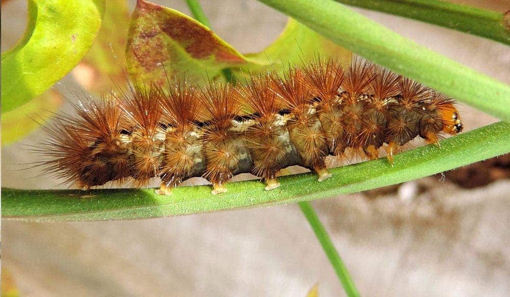 Exterminateur nuisibles - Lutter contre les chenilles processionnaires