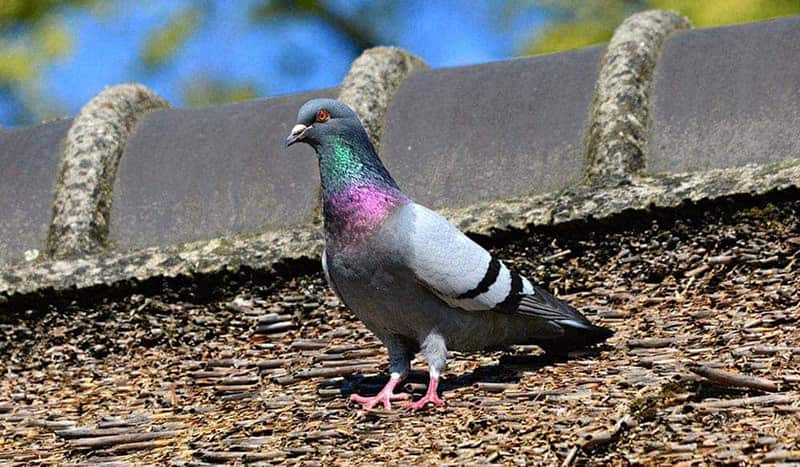 extermination pigeons