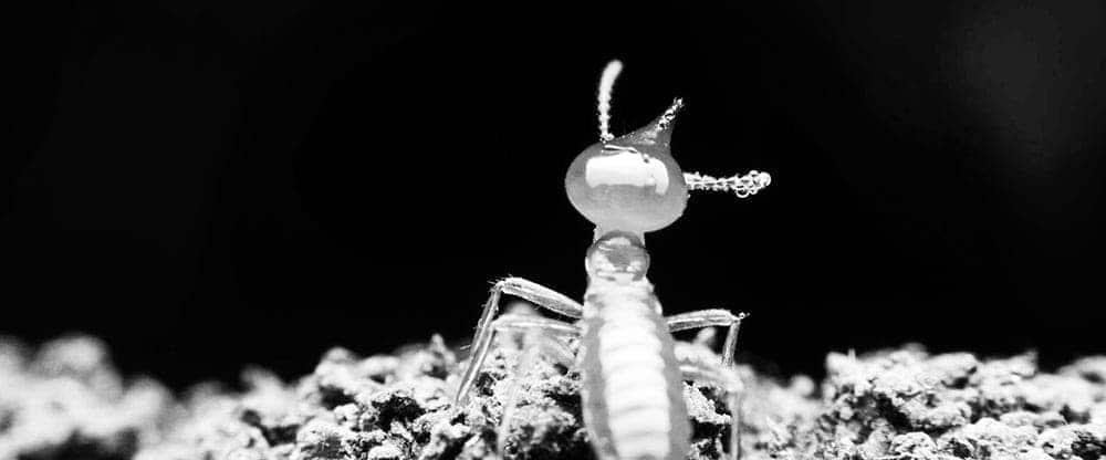 Exterminateur Nuisibles - Extermination des termites