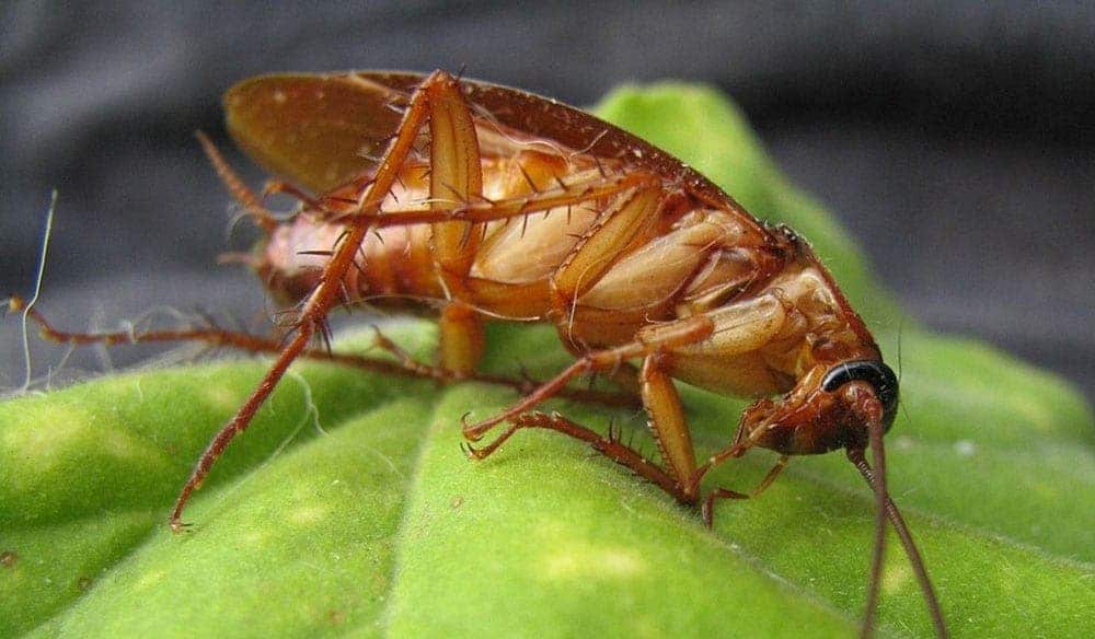 Exterminateur nuisibles - Éviter une invasion de cafards