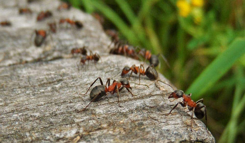 Exterminateur nuisibles - Éviter une invasion de fourmis