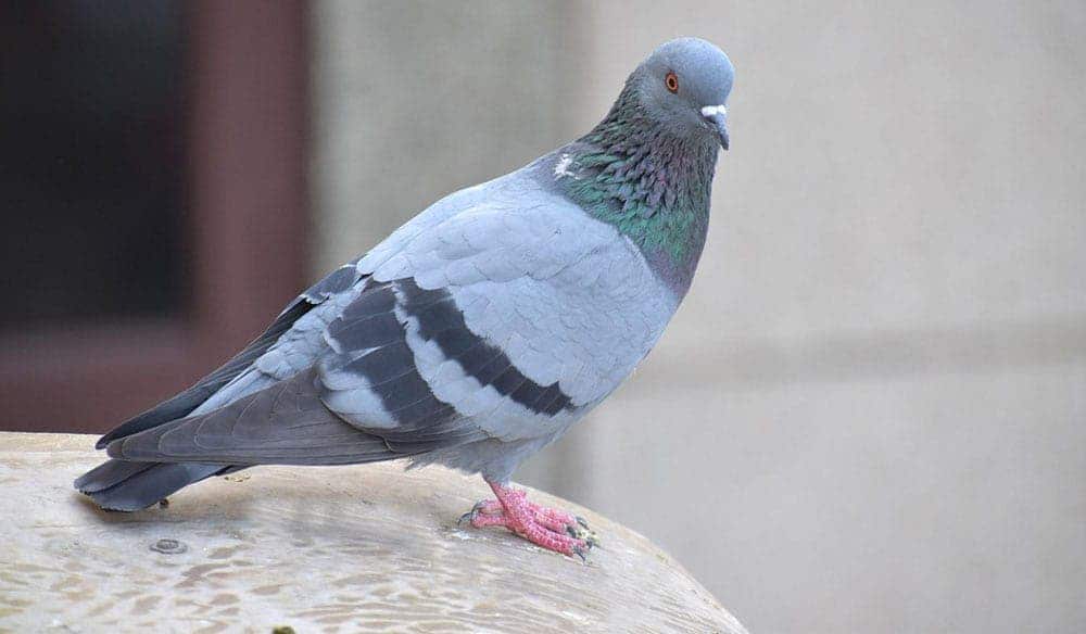 Exterminateur nuisibles - Éviter une invasion des pigeons