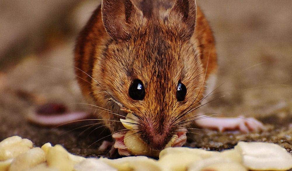 Exterminateur nuisibles - Comment lutter contre l'invasion des rats ?