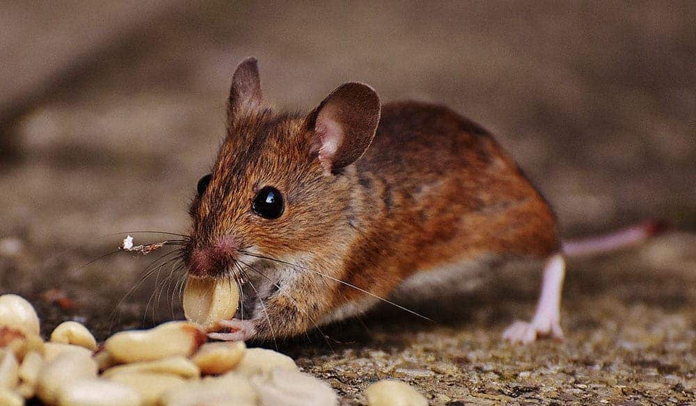 Exterminateur nuisibles - Prévenir d'une infestation de rats