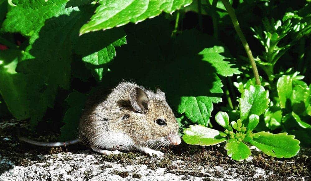Exterminateur nuisibles - Signes de présence des souris