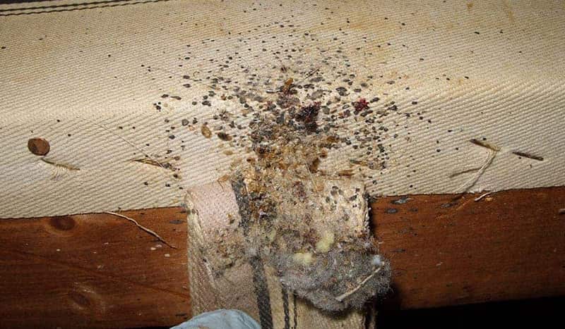 Exterminateur nuisibles - Traitements contre les punaises de lit