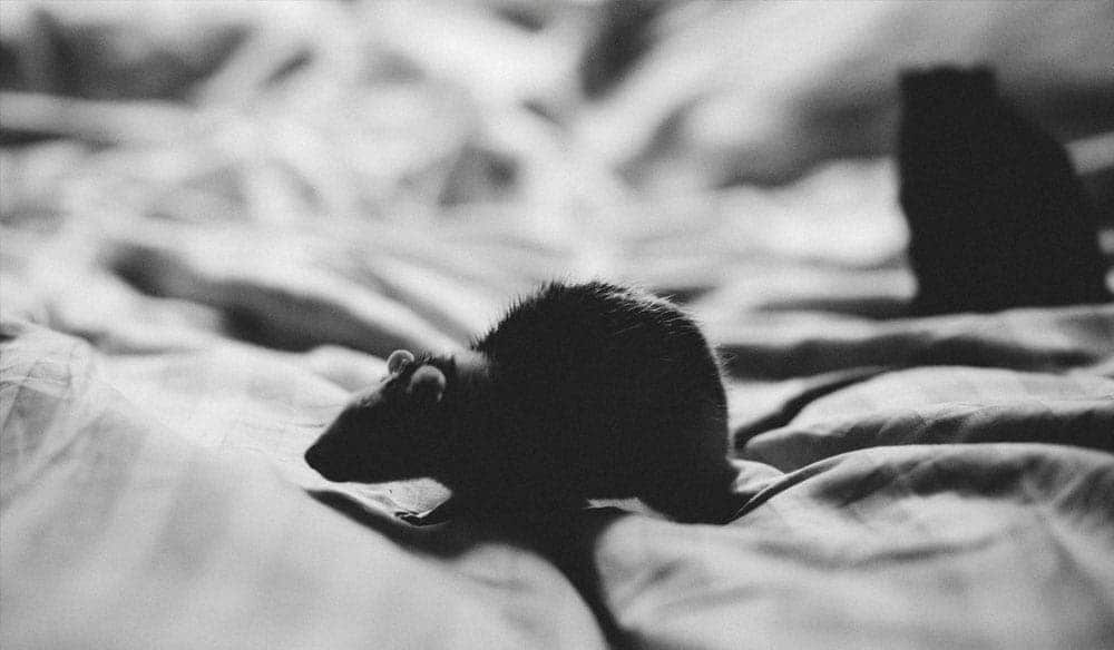 Exterminateur nuisibles - Traitements contre les souris