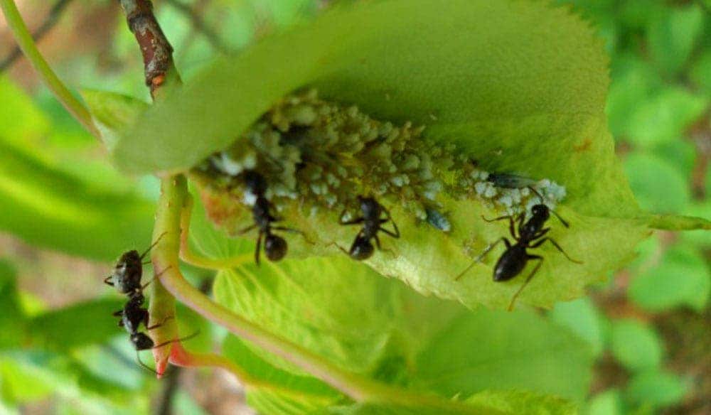 Exterminateur nuisibles - Traitements contre les fourmis