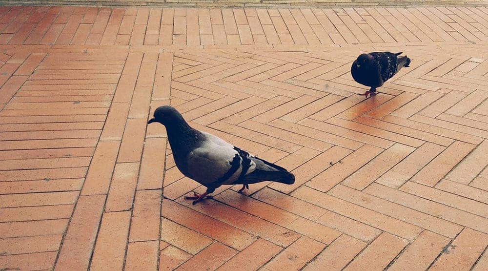 Exterminateur nuisibles - Traitements contre l'infestation des pigeons